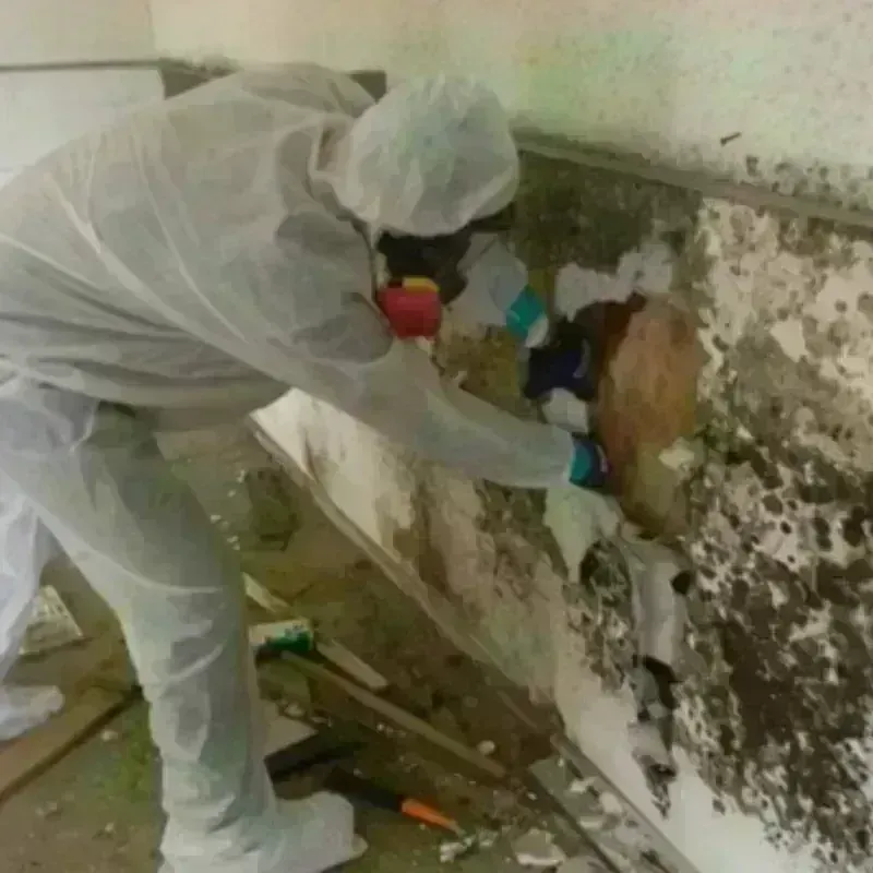 Mold Remediation and Removal in Urbandale, IA